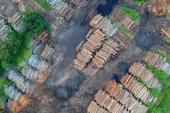 Couvert forestier mondial - de la déforestation massive aux tentatives de reboisement